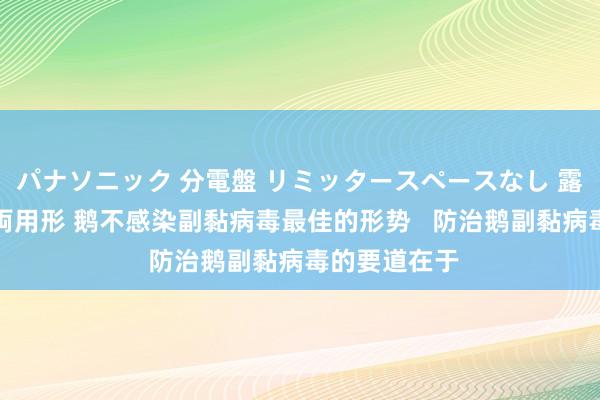 パナソニック 分電盤 リミッタースペースなし 露出・半埋込両用形 鹅不感染副黏病毒最佳的形势   防治鹅副黏病毒的要道在于